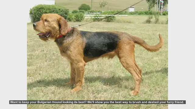 Video thumbnail for How to Brush and Deshed Your Bulgarian Hound: Essential Tips