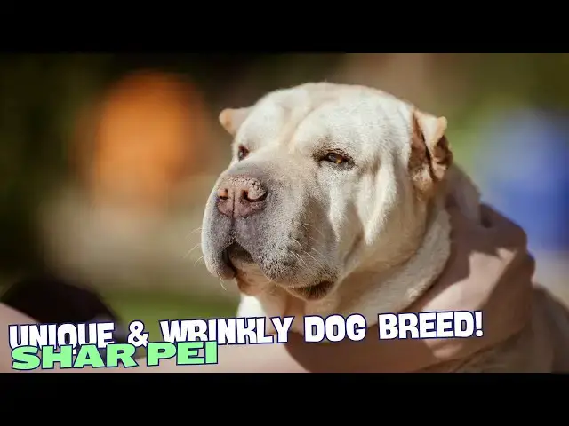 Video thumbnail for What is a Shar Pei? πΆ