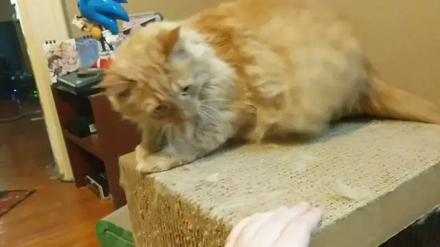 Video thumbnail for Weekly Update 28: Clustertruck stream Monday on Twitch! Also Parker | Parker The Cat