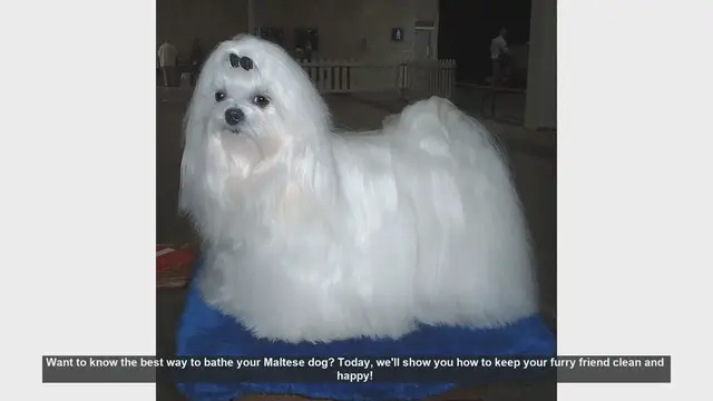 Video thumbnail for How to Bathe Your Maltese Dog: Step-by-Step Guide