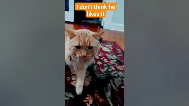 Video thumbnail for 😺Parker's Halloween Costume