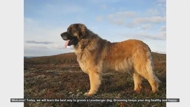 Video thumbnail for Ultimate Guide to Grooming Your Leonberger Dog