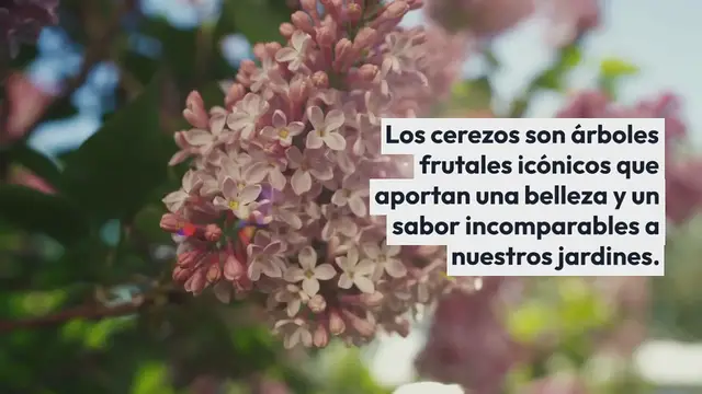 Video thumbnail for Plantar y hacer crecer un cerezo con éxito