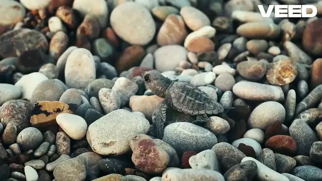 Video thumbnail for Creating the Perfect Turtle Habitat: Essential Tips for a Healthy Home