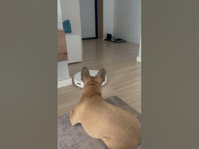 Video thumbnail for #hashtag #frenchbulldog #puppy #usa  #fyp  wach where you are going  men