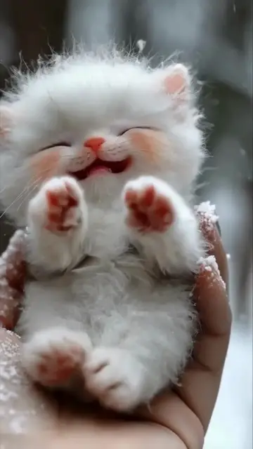 'Video thumbnail for Gatinho dormindo'