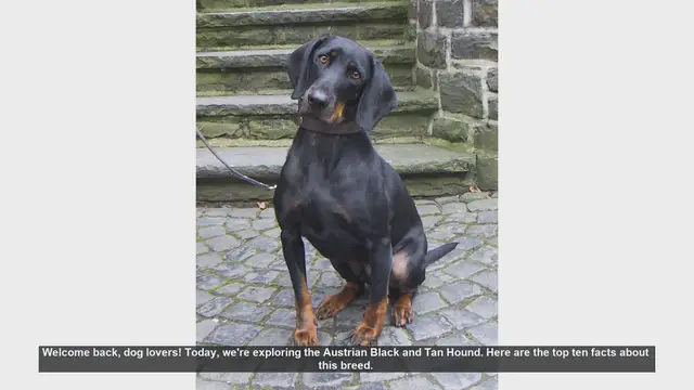 Video thumbnail for Top 10 Facts About the Austrian Black and Tan Hound
