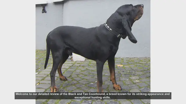 Video thumbnail for Black and Tan Coonhound: A Comprehensive Breed Review
