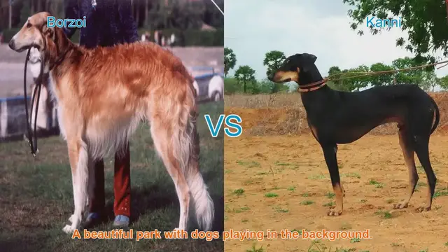 Video thumbnail for Borzoi vs. Kanni: A Comparison of Grace and Agility