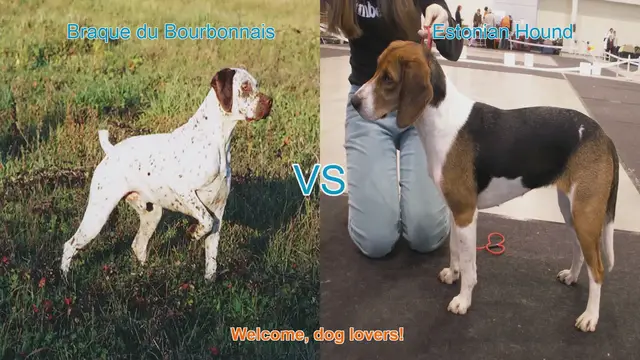 Video thumbnail for Braque du Bourbonnais vs. Estonian Hound: A Comparison of Two Dog Breeds