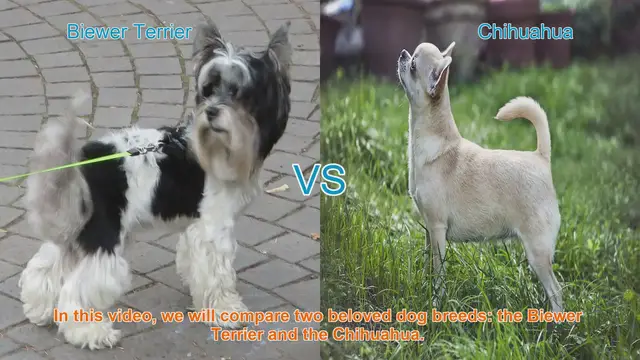 Video thumbnail for Biewer Terrier vs. Chihuahua: A Comparison of Two Beloved Dog Breeds