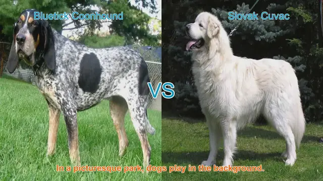 Video thumbnail for Bluetick Coonhound vs. Slovak Cuvac: A Comprehensive Comparison