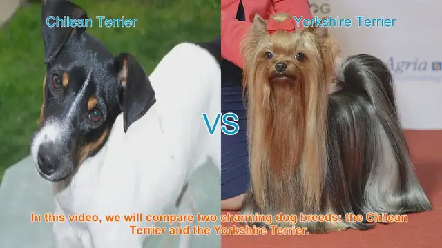 Video thumbnail for Chilean Terrier vs. Yorkshire Terrier: A Breed Comparison