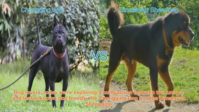 Video thumbnail for Chongqing Dog vs. Himalayan Sheepdog: A Comparative Guide