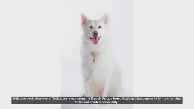 Video thumbnail for Danish Spitz: Pros and Cons of This Spirited Breed