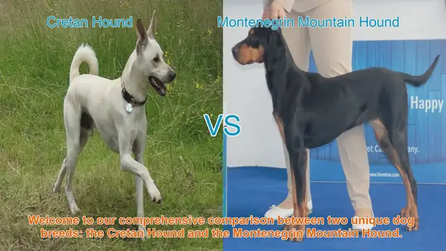 Video thumbnail for Comparing Cretan Hound and Montenegrin Mountain Hound: Origins, Characteristics, and Temperament