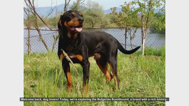 Video thumbnail for Top 10 Fascinating Facts About the Bulgarian Scenthound
