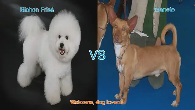 Video thumbnail for Bichon Frisé vs. Maneto: A Detailed Comparison of Delightful Dog Breeds