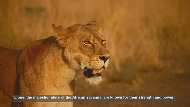 Video thumbnail for Top 10 Oldest Lions in the Wild: Surprising Lifespans Revealed