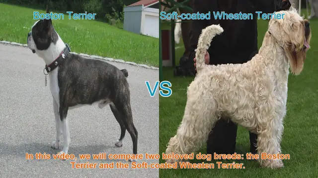 Video thumbnail for Boston Terrier vs. Soft-coated Wheaten Terrier: A Comparison