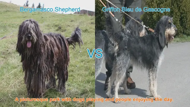 Video thumbnail for Exploring Two Unique Long-Haired Dog Breeds: Bergamasco Shepherd & Griffon Bleu de Gascogne