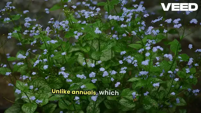 'Video thumbnail for Perennial Plants My Garden Heroes'