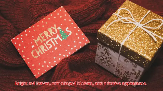 Video thumbnail for Why Are Poinsettias Considered The Official Flower Of Christmas?