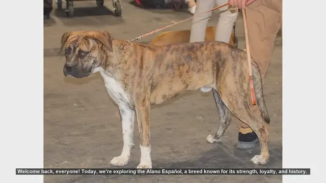 Video thumbnail for Alano Español: Pros and Cons of Owning This Loyal and Energetic Breed