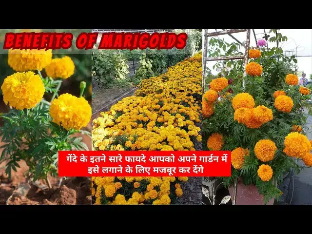 Video thumbnail for Benefits of Marigolds | Reasons Why You Should Grow Marigolds🏵️ in your Garden Hindi #marigold
