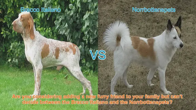 Video thumbnail for Bracco Italiano vs. Norrbottenspets: A Detailed Breed Comparison