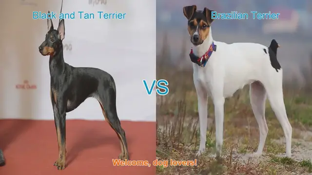 Video thumbnail for Dog Breed Comparison: Black and Tan Terrier vs. Brazilian Terrier