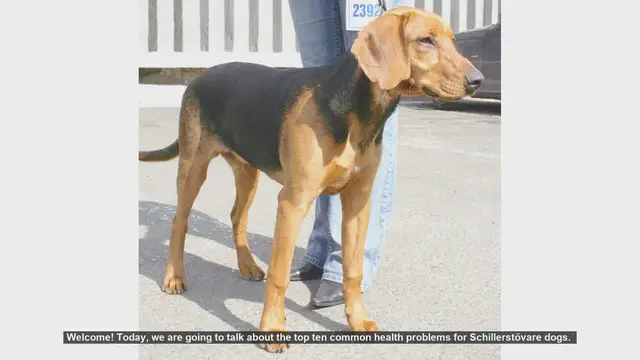 Video thumbnail for Top 10 Common Health Problems in Schillerstövare Dogs