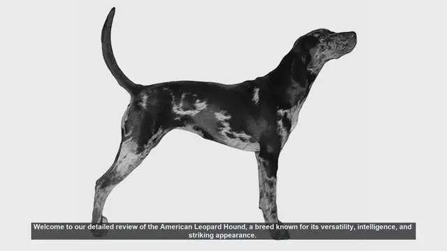 Video thumbnail for American Leopard Hound: A Comprehensive Breed Review