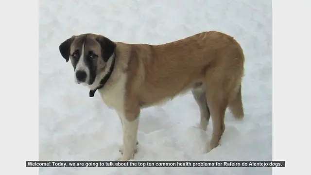 Video thumbnail for Top 10 Common Health Problems in Rafeiro do Alentejo Dogs