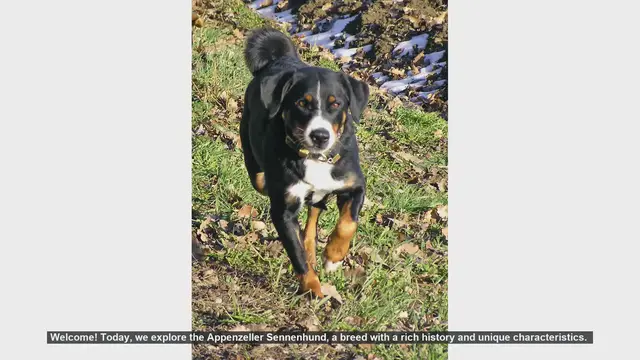 Video thumbnail for Top 10 Facts About the Appenzeller Sennenhund