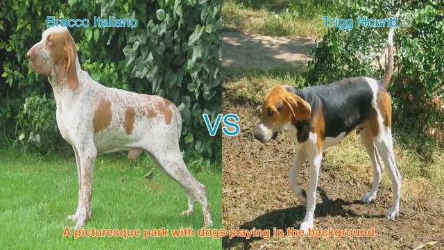 Video thumbnail for Bracco Italiano vs. Trigg Hound: A Comprehensive Breed Comparison