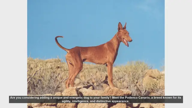 Video thumbnail for Meet the Podenco Canario: A Unique and Energetic Dog Breed