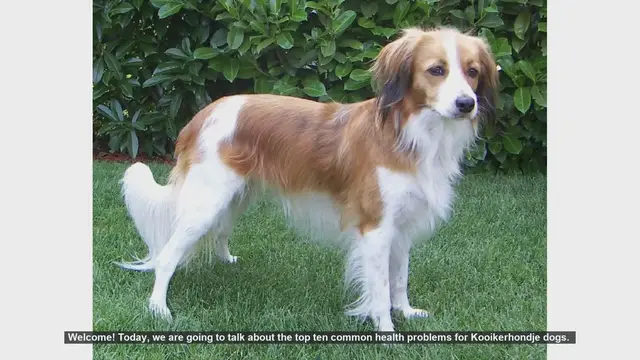 Video thumbnail for Top 10 Common Health Problems in Kooikerhondje Dogs
