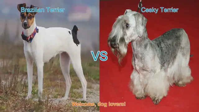 Video thumbnail for Brazilian Terrier vs. Cesky Terrier: A Comprehensive Comparison