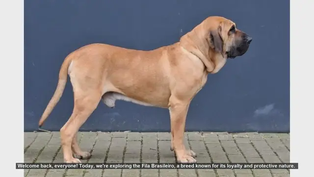 Video thumbnail for Fila Brasileiro: Pros and Cons of This Loyal and Protective Breed