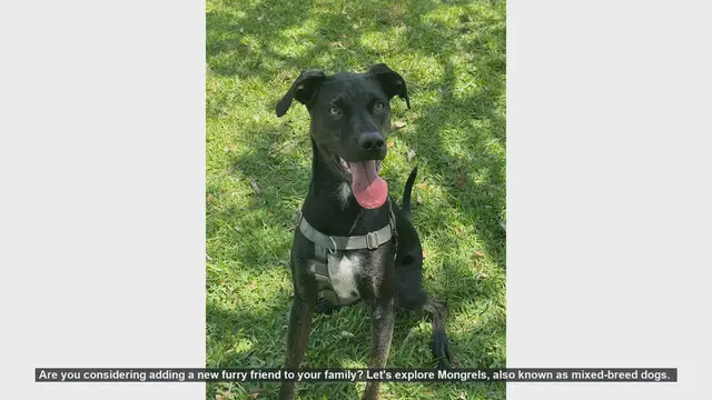 Video thumbnail for Why Mongrels Make the Perfect Pets: Unique, Healthy, and Adaptable