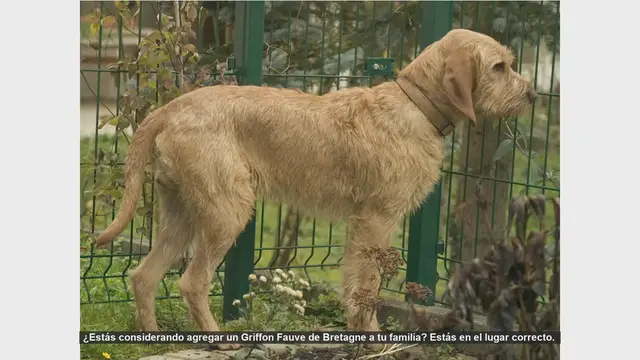 Video thumbnail for Todo sobre el Griffon Fauve de Bretagne: Características, Cuidados y Más