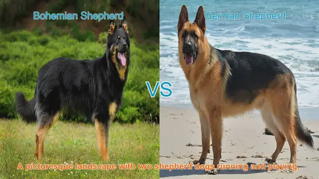 Video thumbnail for Bohemian Shepherd vs. German Shepherd: A Comprehensive Comparison