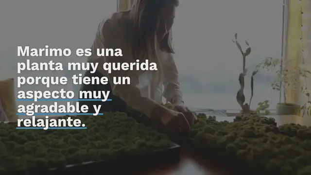 Video thumbnail for Todo el mundo está loco por esta alga oriental: así es como se cultiva Marimo