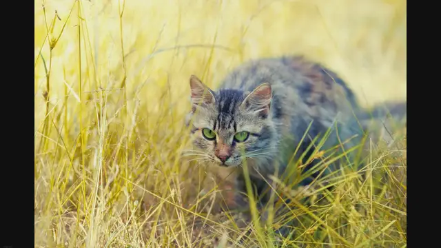 'Video thumbnail for Will Cats Kill Ducks? Facts Behavior!'