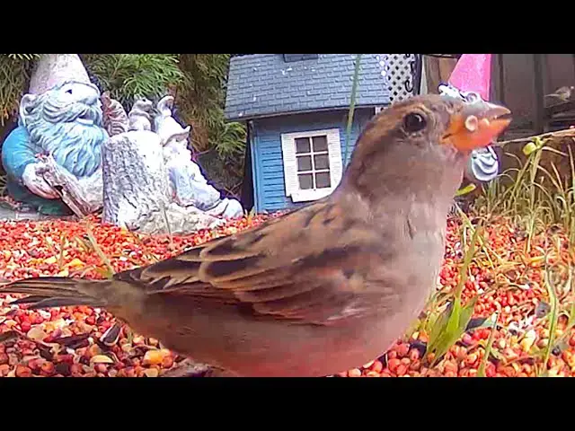 Video thumbnail for Backyard Safari, October 12, 2025