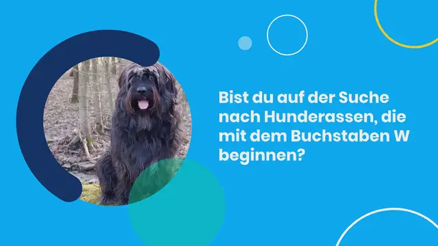 Video thumbnail for Alle 14 Hunderassen mit W (mit Bildern & spannenden Infos)