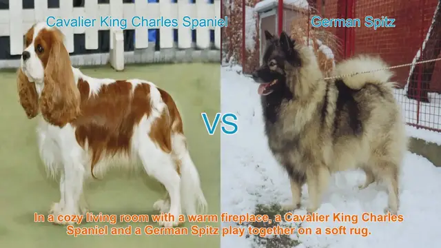 Video thumbnail for Cavalier King Charles Spaniel vs. German Spitz: A Comprehensive Comparison