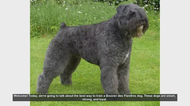 Video thumbnail for How to Train Your Bouvier des Flandres: Tips for Success