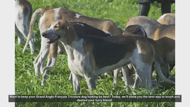 Video thumbnail for How to Brush and Deshed Your Grand Anglo-Français Tricolore Dog